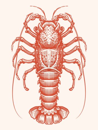 Illustration for Sea spiny Lobster, hand drawn engraving style sketch. Seafood vector illustration - Royalty Free Image
