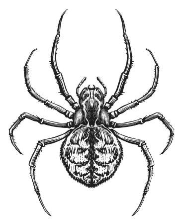 Illustration for Spider sketch. Animal insect in vintage engraving style. Vector illustration - Royalty Free Image