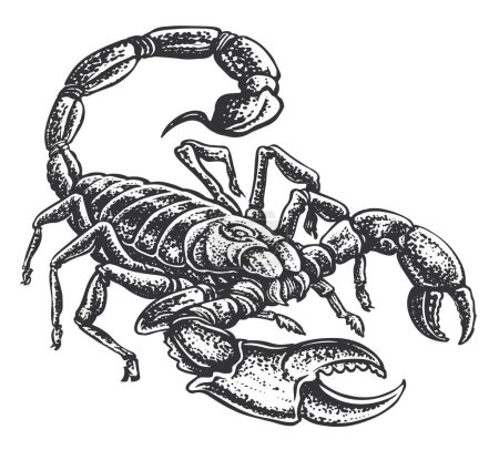 Illustration for Scorpion with venomous sting. Hand drawn animal in vintage engraving style. Sketch vector illustration - Royalty Free Image