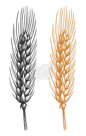 Ilustración de Orejas de espiguillas de trigo con granos. Elemento orgánico para envasado de alimentos vegetarianos. Ilustración vectorial aislada - Imagen libre de derechos