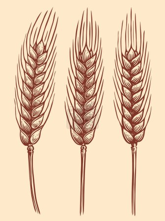 Illustration for Spikelets of wheat. Hand drawn ears of wheat for decoration, packaging design of bakery. Vector sketch illustration - Royalty Free Image