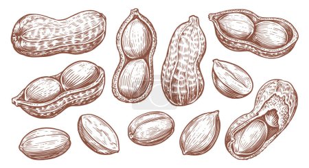Téléchargez les illustrations : Ensemble de cacahuètes isolé. Illustration vectorielle de croquis d'arachides. écrous dessinés à la main dans le style de gravure vintage - en licence libre de droit