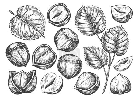 Illustration for Hand drawn nuts set. Hazelnuts sketch. Peeled kernels and in shell. Engraving style vector illustration - Royalty Free Image