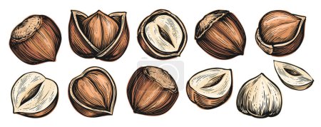 Set of hazelnuts isolated on white background. Whole nut in broken shell. Vector illustration