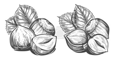Illustration for Group of hazelnuts with leaves sketch. Hand drawn Nuts in vintage engraving style. Vector illustration - Royalty Free Image
