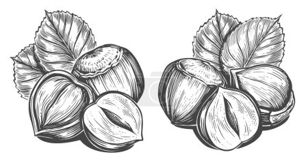 Illustration for Hazelnuts with leaves. Nuts sketch vector illustration. Engraving style. Drawing with pen ink - Royalty Free Image