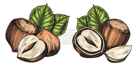 Illustration for Ripe hazelnuts with green leaves. Nuts flavor ingredient. Color vector illustration - Royalty Free Image