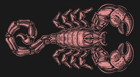 Ilustración de Escorpión con picadura. Depredador araña. Ilustración vectorial - Imagen libre de derechos