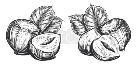 Illustration for Hand drawn group of hazelnuts with leaves sketch. Nuts in vintage engraving style. Vector illustration - Royalty Free Image
