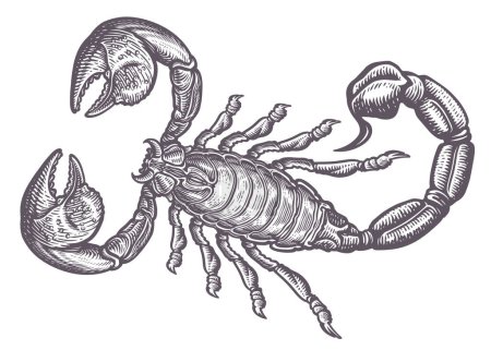 Illustration for Scorpion sketch. Predatory animal in vintage engraving style. Hand drawing vector illustration - Royalty Free Image
