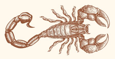 Illustration for Hand drawn Scorpion with venomous sting. Animal in vintage engraving style. Sketch vector illustration - Royalty Free Image
