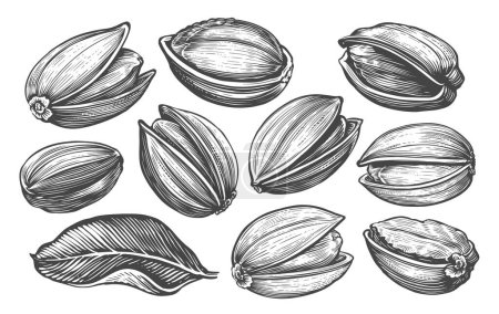 Illustration for Pistachios set in vintage engraving style. Hand drawn nuts and leaves sketch vector illustration - Royalty Free Image