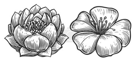 Téléchargez les illustrations : Lotus et frangipani. Style de gravure dessiné à la main. Croquis illustration vectorielle vintage - en licence libre de droit