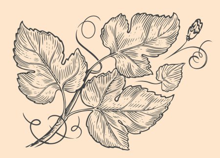 Illustration for Grapevine engraving vintage style. Twig of a creeping plant with leaves and tendrils. Vine sketch vector illustration - Royalty Free Image