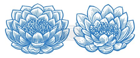 Téléchargez les illustrations : Lotus et lis. Fleur fleurie avec pétales. Illustration vectorielle de croquis - en licence libre de droit