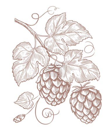 Illustration for Branch with ripe hop cones and leaves. Food ingredient. Plant sketch vintage vector illustration - Royalty Free Image