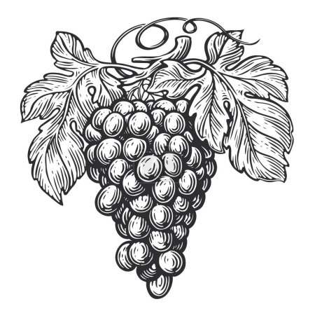 Illustration for Grapes and vine leaves. Grapevine drawn in vintage engraving style. Fruit sketch vector illustration - Royalty Free Image
