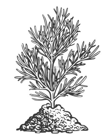 Illustration for Growing plant from the ground. Sapling drawn in sketch style. Vector illustration - Royalty Free Image