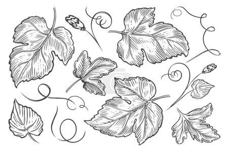 Illustration for Plant leaves, flowers and tendrils set. Nature concept. Sketch vintage vector illustration - Royalty Free Image