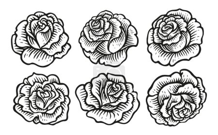 Ilustración de Brote de flores con pétalos, rosa en flor en estilo dibujado a mano. Conjunto de concepto floral. Dibujo ilustración vector vintage - Imagen libre de derechos