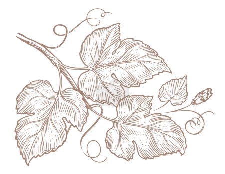 Ilustración de Ramita con hojas, boceto dibujado a mano grabado vintage. Planta ornamental con zarcillos y flor. Ilustración vectorial - Imagen libre de derechos