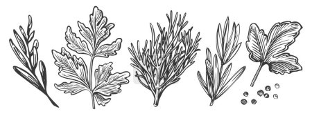 Ilustración de Perejil, eneldo, albahaca, granos de pimienta. Set de hierbas de cocina. Especias para cocinar. Dibujo ilustración vector vintage - Imagen libre de derechos