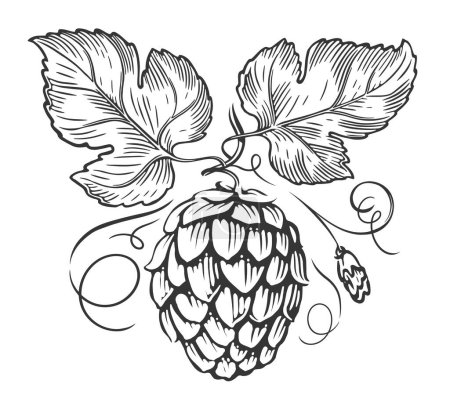 Illustration for Hops branch and leaves engraving style. Beer hop cone sketch. Vector illustration - Royalty Free Image