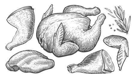 Illustration for Whole raw chicken carcass and parts of meat cutting. Farm food set engraving style. Sketch vector illustration - Royalty Free Image