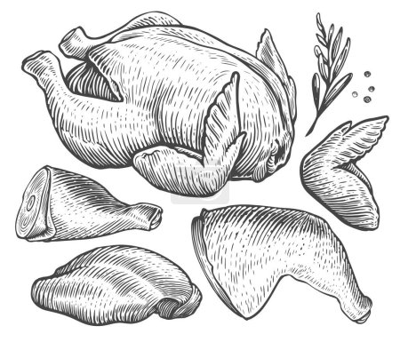 Ilustración de Pollo crudo fresco, partes de carne de ave. Filete de pecho, alas y piernas. Cocina, concepto de alimentos dibujo vector ilustración - Imagen libre de derechos