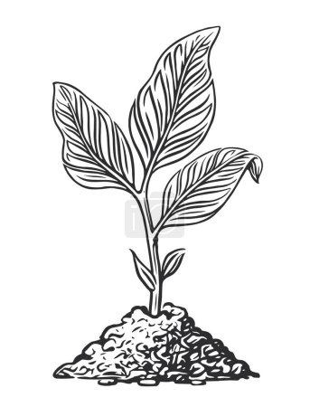 Illustration for Sprout growing from the ground, sketch vector illustration. Plant growth. Seed germination, seedling and planting - Royalty Free Image