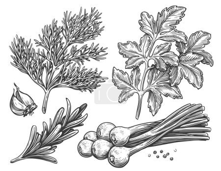 Ilustración de Eneldo, perejil, cebollino, romero, ajo, granos de pimienta. Conjunto de especias especiadas para cocinar alimentos. Dibujo vector ilustración - Imagen libre de derechos