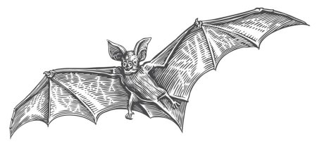 Téléchargez les illustrations : Batte vampire volante. Illustration vectorielle de croquis vintage pour décoration de vacances Halloween - en licence libre de droit