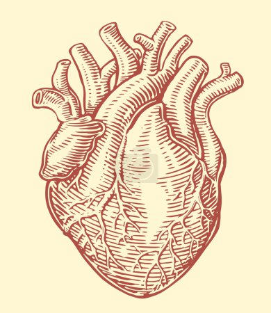Ilustración de Corazón humano con sistema venoso anatómico. Dibujo dibujado a mano ilustración vector vintage - Imagen libre de derechos