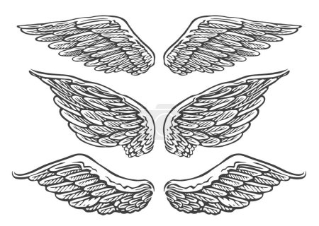 Illustration for Set of hand drawn pairs of angel or bird wings of different shapes in open position. Vintage vector illustration - Royalty Free Image