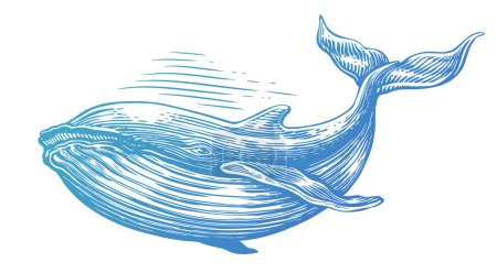 Téléchargez les illustrations : Baleine à bosse dessinée à la main. Illustration vectorielle. Croquis animal sous-marin style de gravure - en licence libre de droit