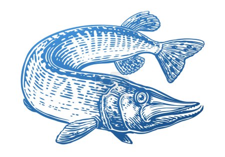 Téléchargez les illustrations : Le grand brochet nage. Des poissons prédateurs dans l'eau. Illustration vectorielle d'animaux aquatiques dessinée à la main - en licence libre de droit