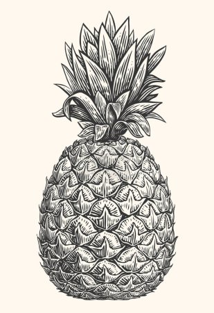 Ilustración de Piña dibujada a mano. Fruta tropical de verano grabado estilo vector ilustración - Imagen libre de derechos
