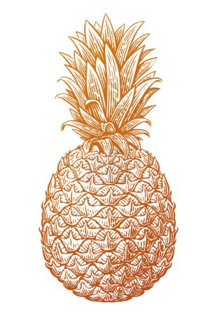Téléchargez les illustrations : Croquis d'ananas. Fruits tropicaux d'été. Illustration vectorielle dessinée main - en licence libre de droit