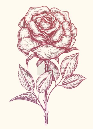 Illustration for Rose with leaves on stem. Garden flower. Hand drawn vintage sketch vector illustration - Royalty Free Image
