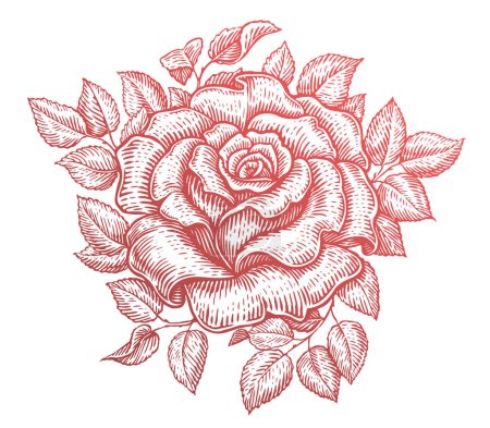Ilustración de Rosa con hojas. Flor del jardín. Dibujado a mano ilustración vector boceto vintage - Imagen libre de derechos