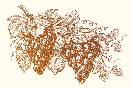 Téléchargez les illustrations : Branche de raisin dessinée à la main avec feuilles. Vignoble, fruits, plantes de jardin, vin bio. Illustration de croquis vectoriels - en licence libre de droit