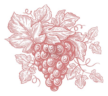 Téléchargez les illustrations : Des raisins frais. Cépages dessinés à la main avec feuilles et baies. Croquis illustration vectorielle vintage - en licence libre de droit