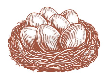 Ilustración de Huevos en el nido. Dibujo dibujado a mano ilustración vector vintage - Imagen libre de derechos