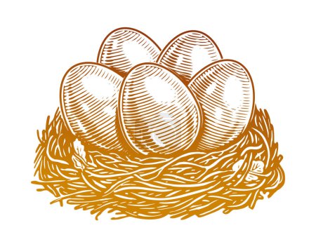 Illustration for Hand drawn chicken eggs in nest. Organic farm products. Sketch vintage vector illustration - Royalty Free Image