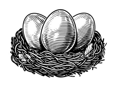 Illustration for Chicken eggs in hay nest vector illustration. Organic farm products. Hand drawn sketch vintage - Royalty Free Image