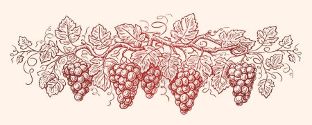 Téléchargez les illustrations : Vigne avec raisins et feuilles. Cépages, vignobles. Esquisse dessinée à la main illustration vectorielle vintage - en licence libre de droit