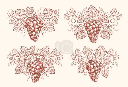 Téléchargez les illustrations : Cépages avec feuilles serties. Gravure vintage à la vigne. Vin, concept de cave illustration vectorielle - en licence libre de droit