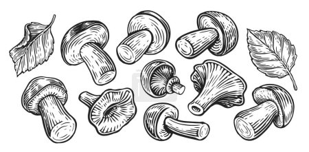Illustration for Various edible forest mushrooms collection, set. Hand drawn sketch vintage vector illustration - Royalty Free Image