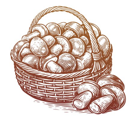 Full basket of freshly picked porcini mushrooms. Organic food. Hand drawn sketch vector illustration