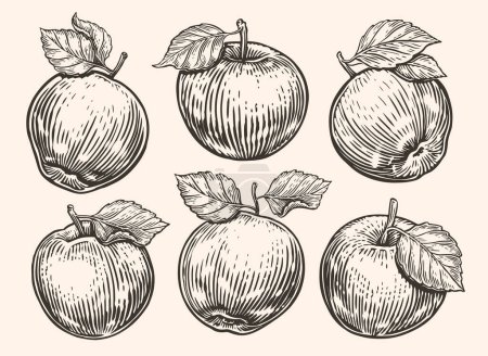 Téléchargez les illustrations : Pomme avec feuille. Fruits mûrs. Illustration vectorielle croquis dessinée à la main - en licence libre de droit